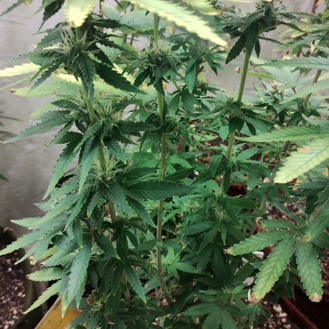 Girl scoout cokies growlog timeline photo