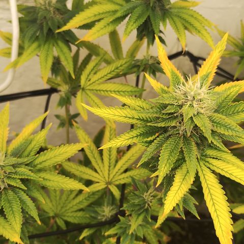 Gorilla growlog timeline photo