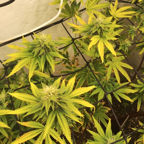 Gorilla growlog timeline photo