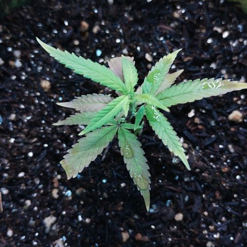Bia growlog timeline photo