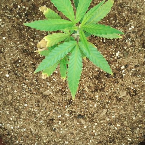 Bia growlog timeline photo