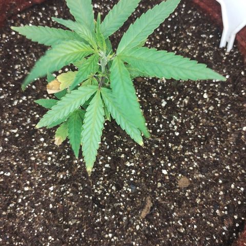 Bia growlog timeline photo
