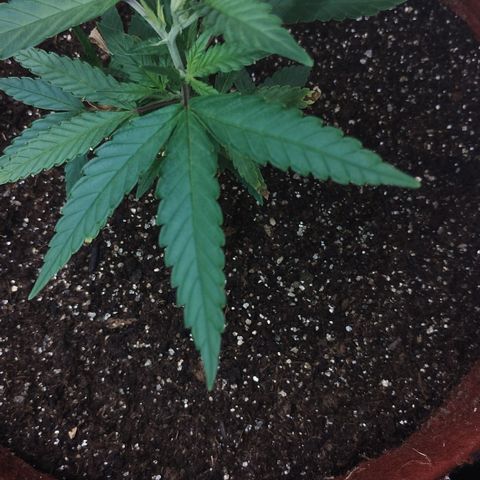 Bia growlog timeline photo
