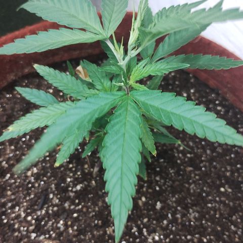 Bia growlog timeline photo