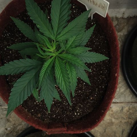 Bia growlog timeline photo