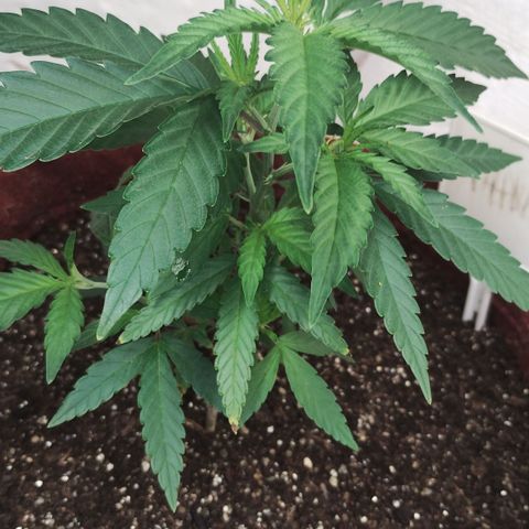 Bia growlog timeline photo