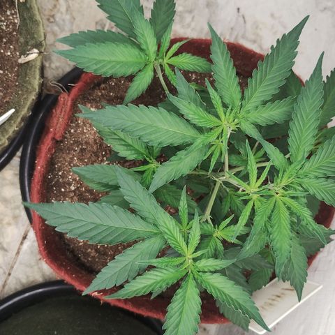 Bia growlog timeline photo