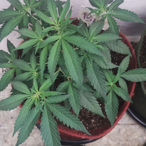 Bia growlog timeline photo