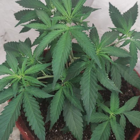 Bia growlog timeline photo