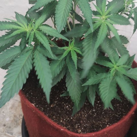Bia growlog timeline photo