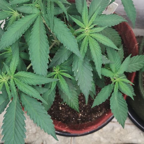 Bia growlog timeline photo