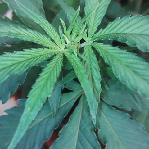 Bia growlog timeline photo