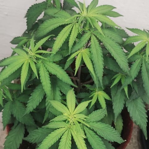 Bia growlog timeline photo