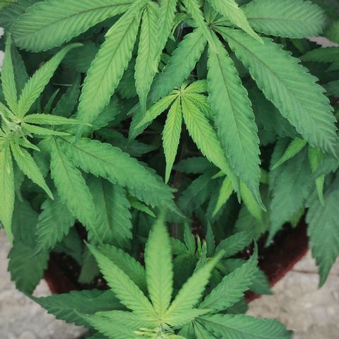 Bia growlog timeline photo