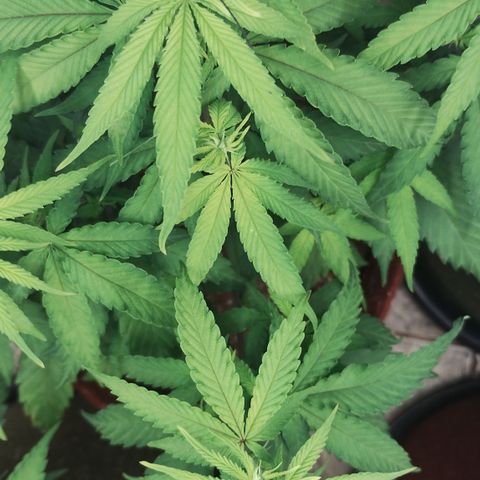Bia growlog timeline photo
