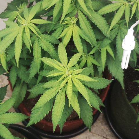 Bia growlog timeline photo