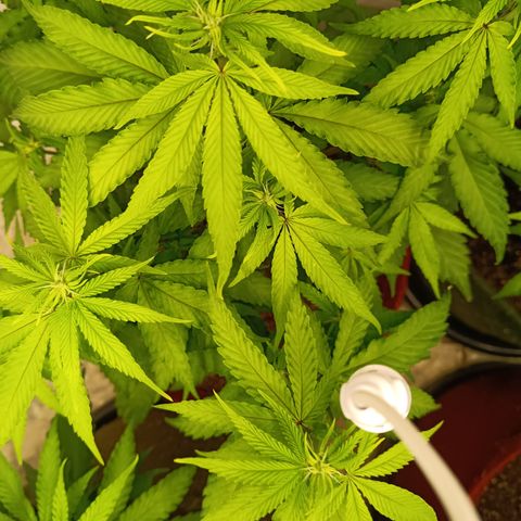 Bia growlog timeline photo