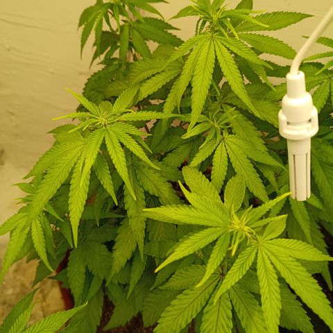 Bia growlog timeline photo