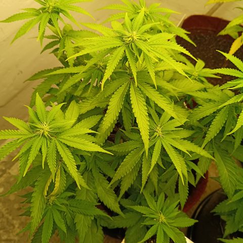 Bia growlog timeline photo