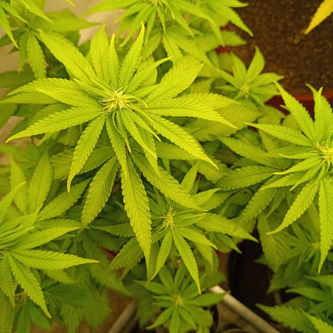 Bia growlog timeline photo