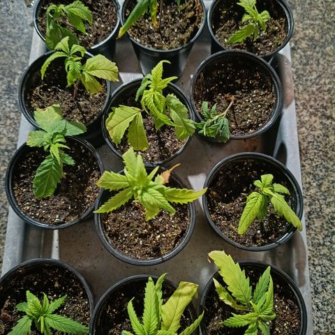 Elle growlog timeline photo