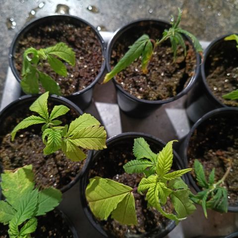 Elle growlog timeline photo