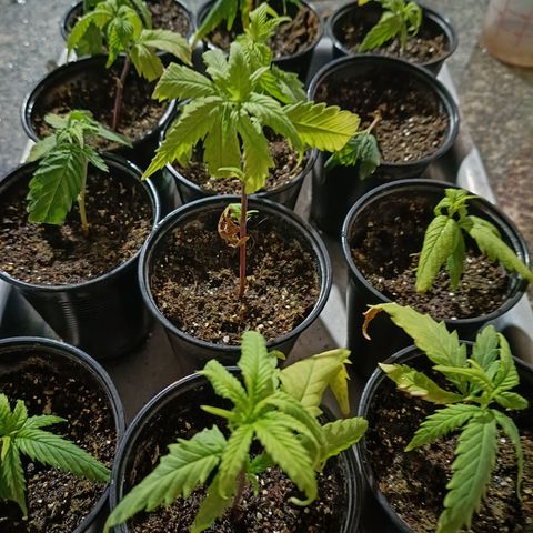 Elle growlog timeline photo