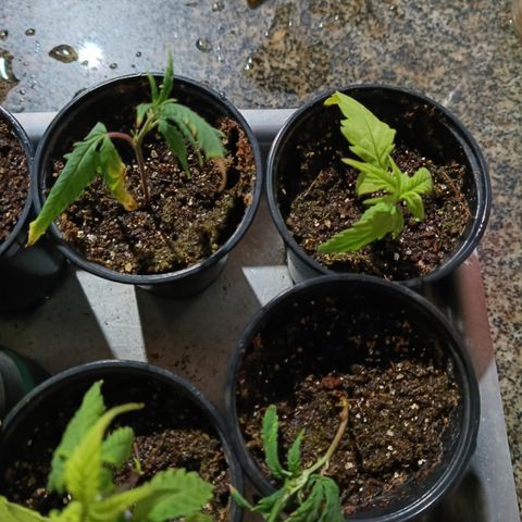 Elle growlog timeline photo