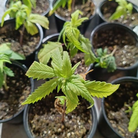 Elle growlog timeline photo