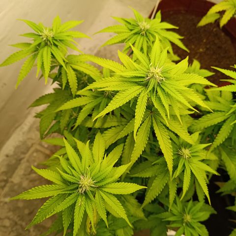 Bia growlog timeline photo
