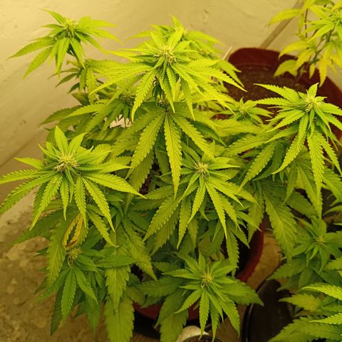 Bia growlog timeline photo