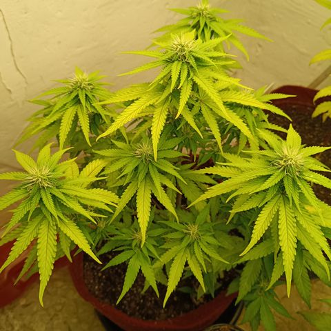 Bia growlog timeline photo