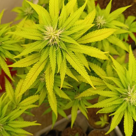 Bia growlog timeline photo