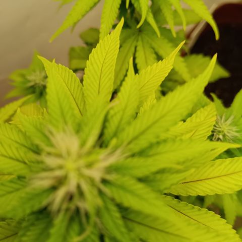 Bia growlog timeline photo