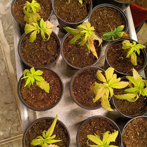 Elle growlog timeline photo