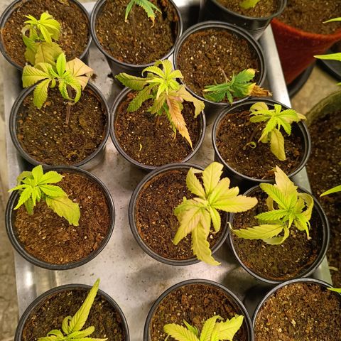 Elle growlog timeline photo