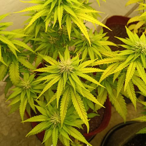 Bia growlog timeline photo