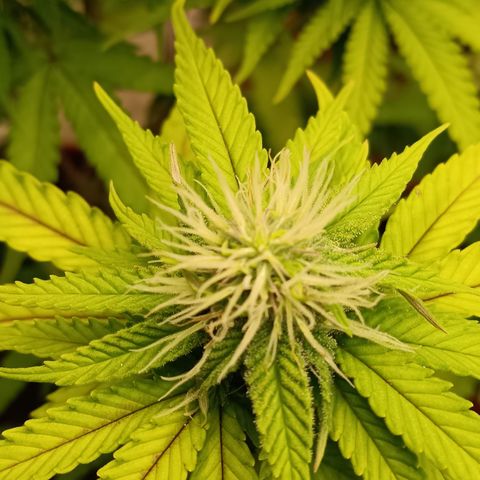 Bia growlog timeline photo