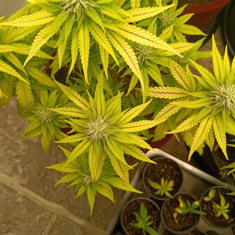 Bia growlog timeline photo