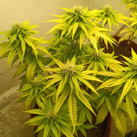 Bia growlog timeline photo