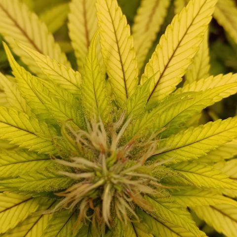 Bia growlog timeline photo
