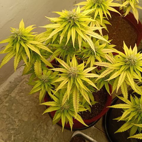 Bia growlog timeline photo