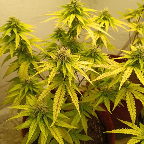 Bia growlog timeline photo