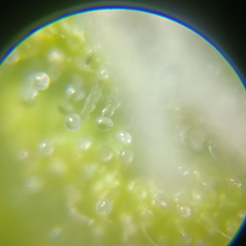 Bia growlog timeline photo