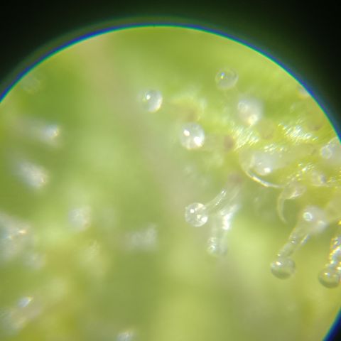 Bia growlog timeline photo