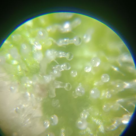 Bia growlog timeline photo