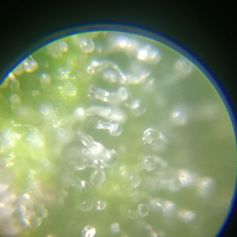 Bia growlog timeline photo