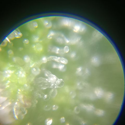 Bia growlog timeline photo