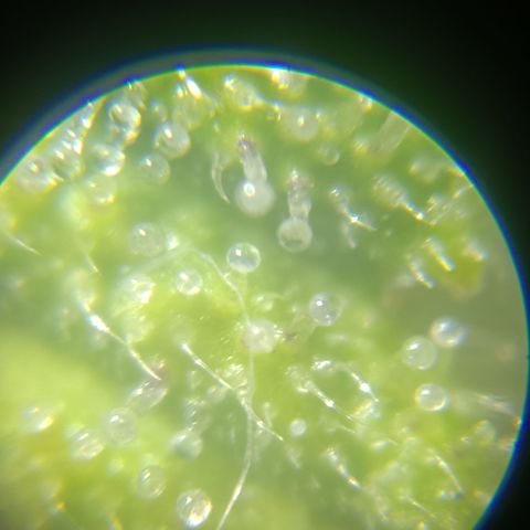 Bia growlog timeline photo