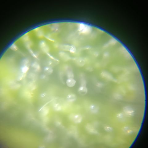 Bia growlog timeline photo